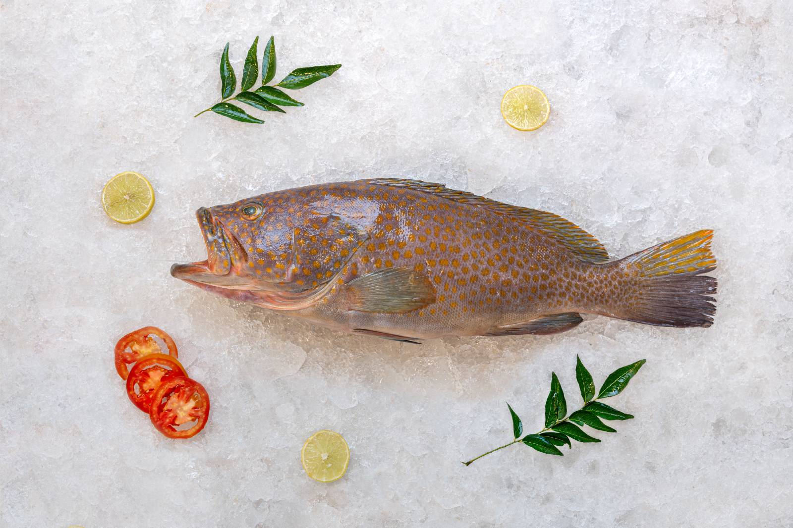 Pulli Kalava (Yellow Spot Hamour)