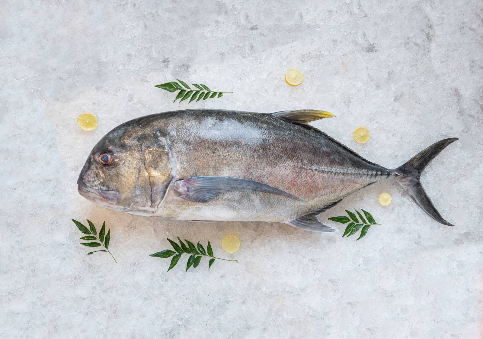 Vatta Para (Trevally)