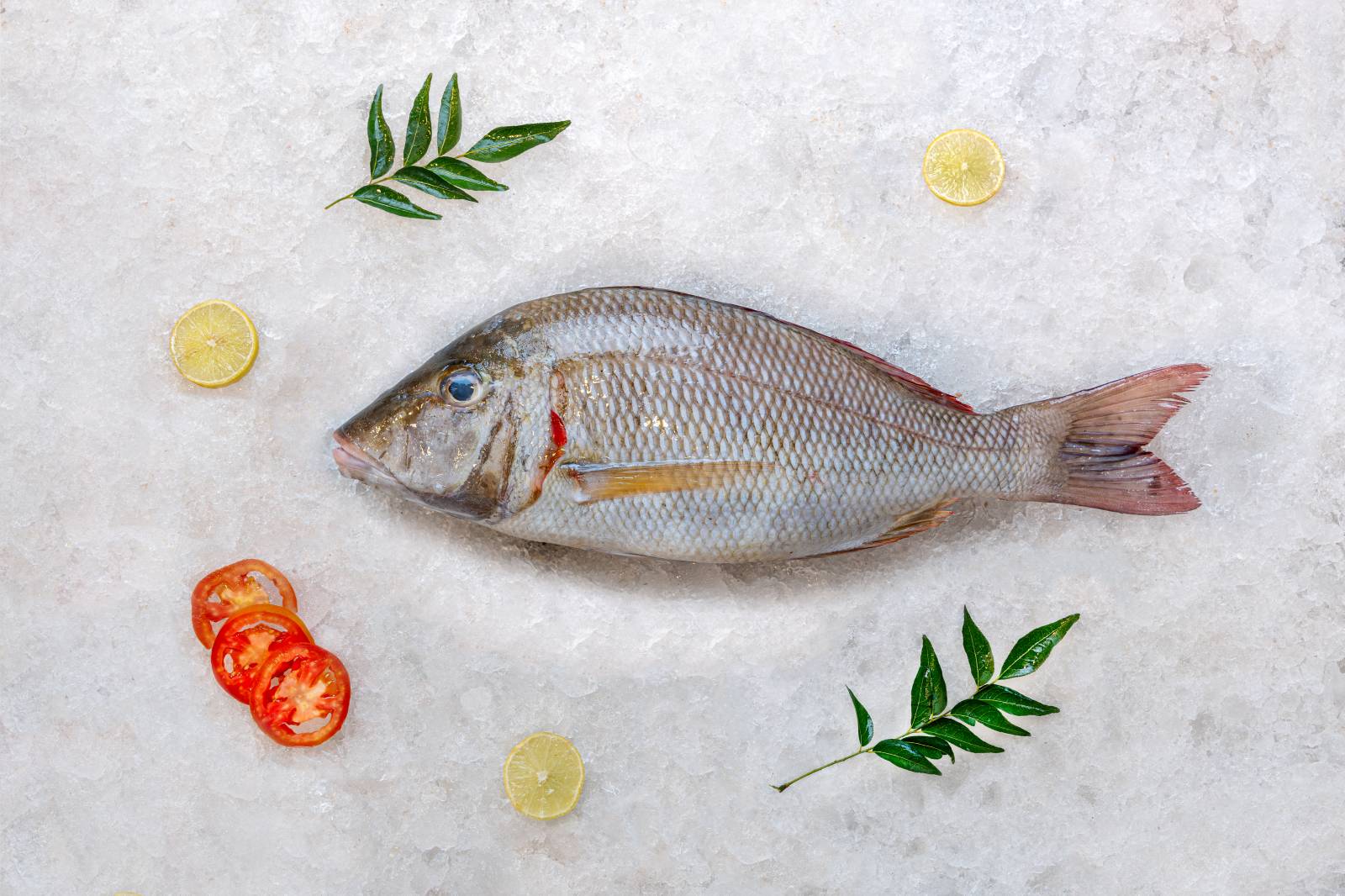 Vilameen (Emperor Fish)