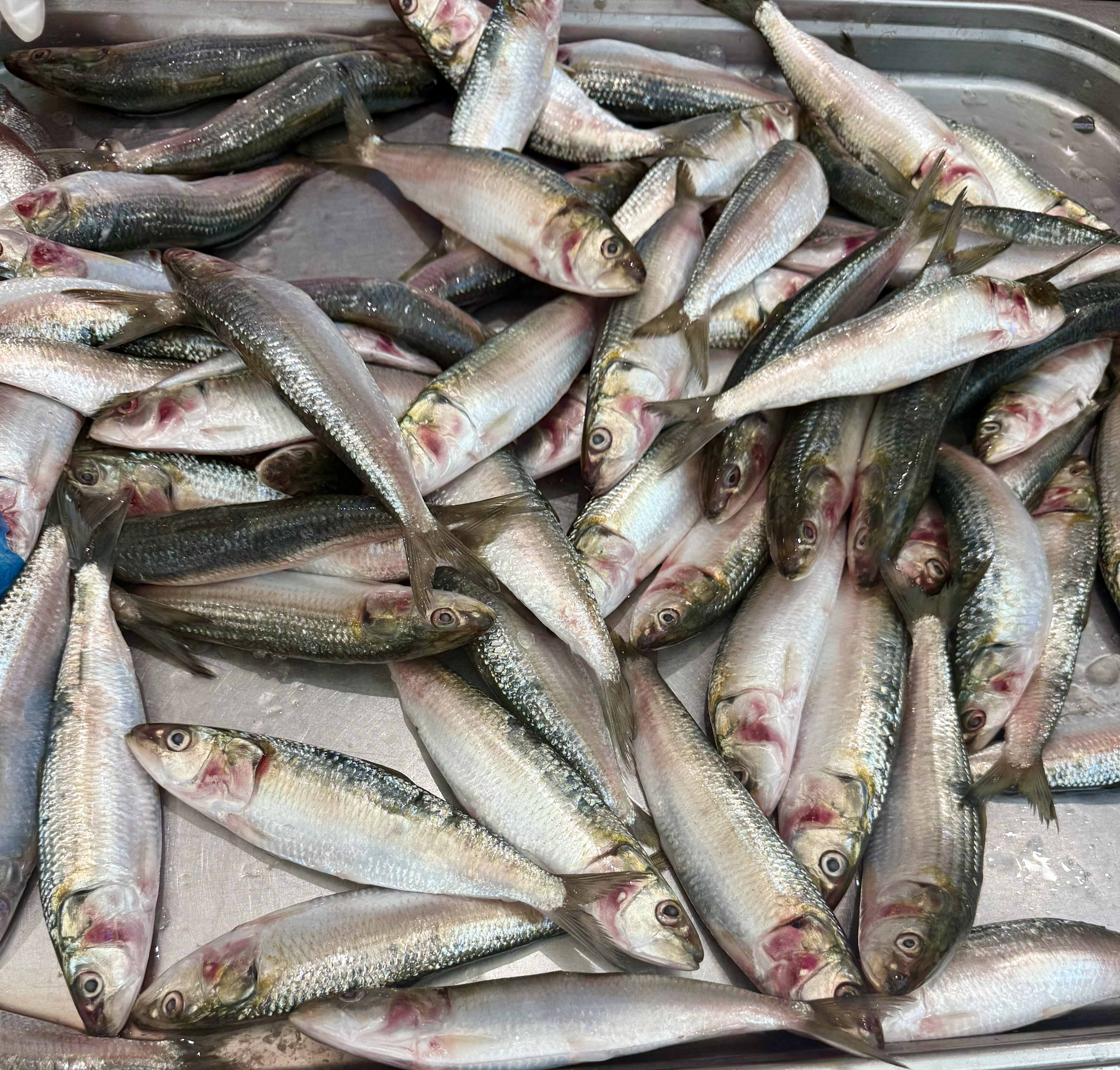 Naimathi Sardine