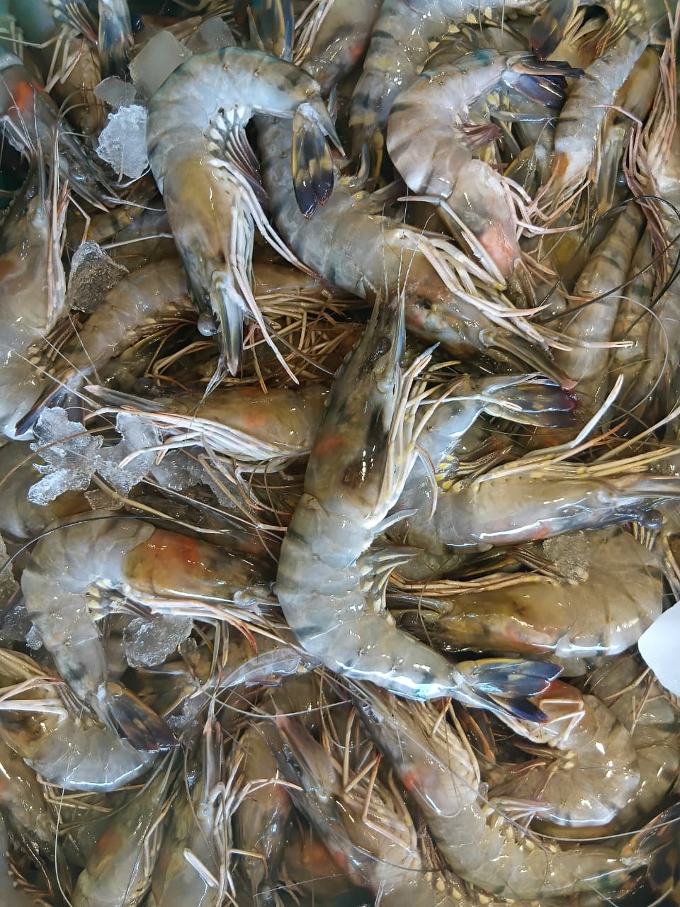 BLACK TIGER PRAWNS
