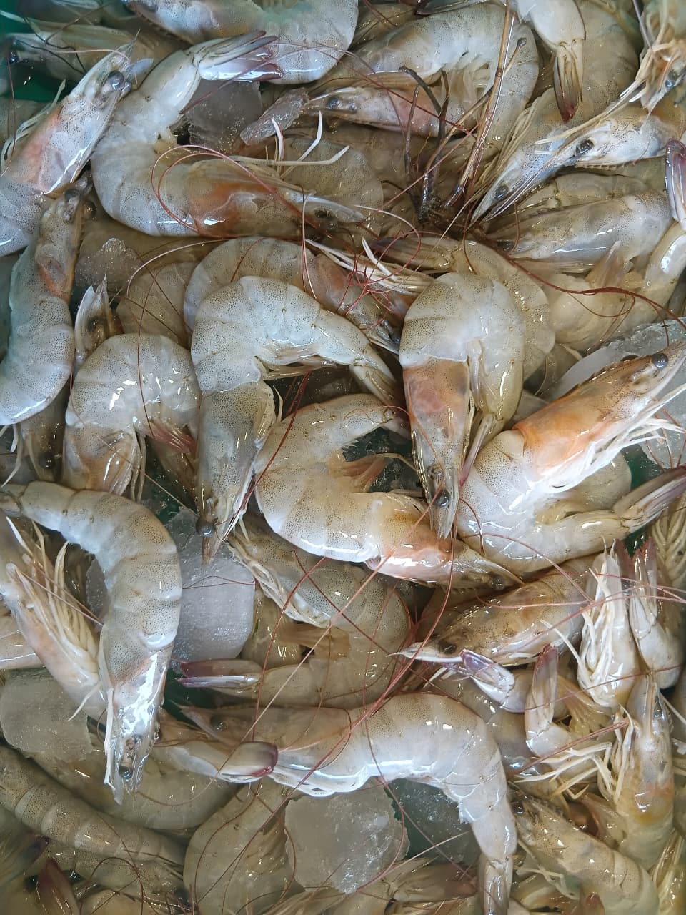 Medium Prawns