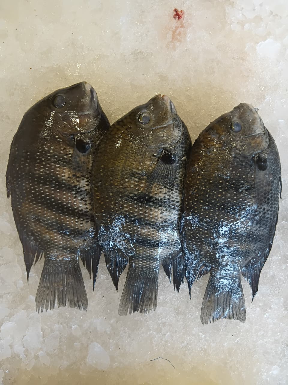 Karimeen (Pearl Spot Fish)