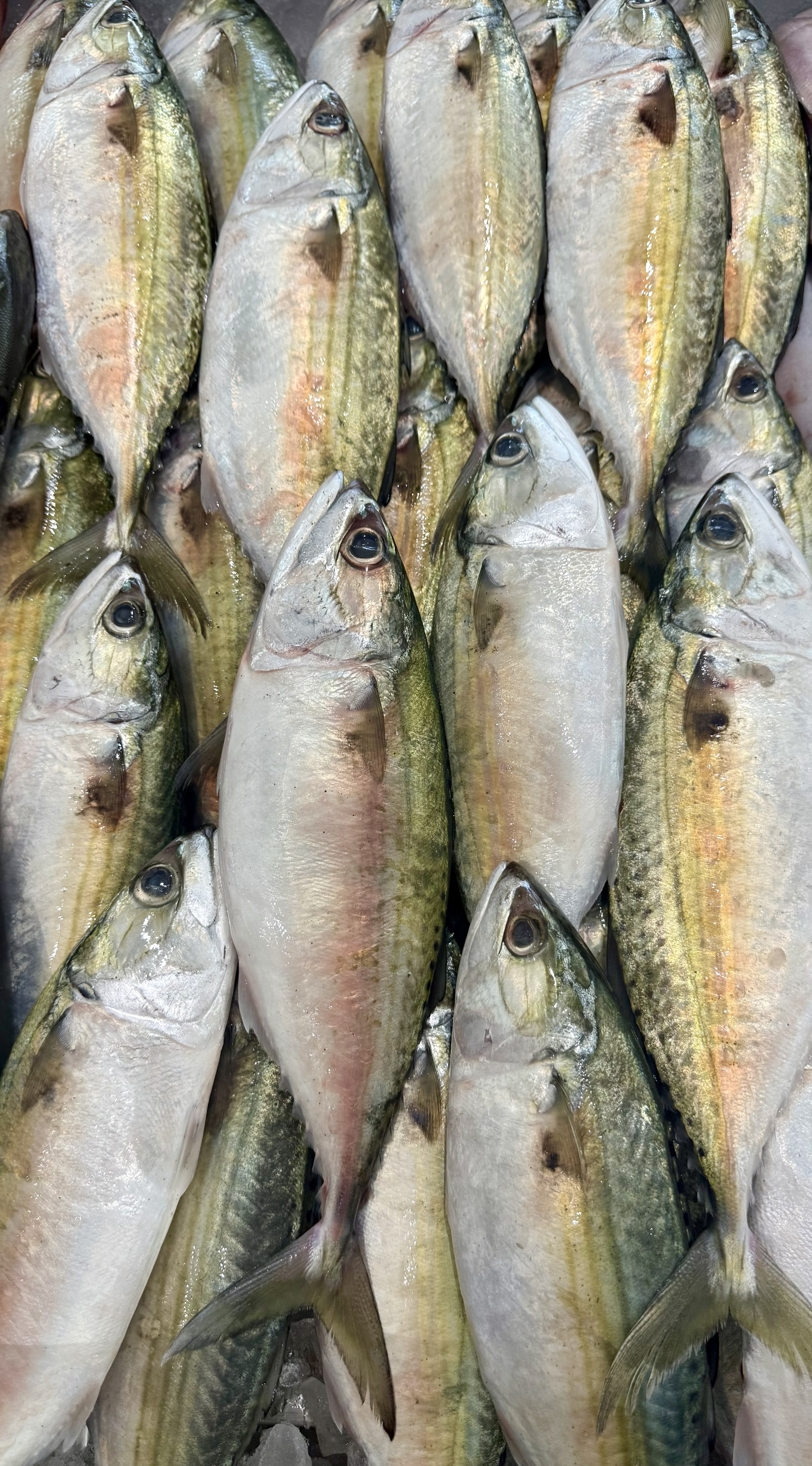 Ayala Mackerel
