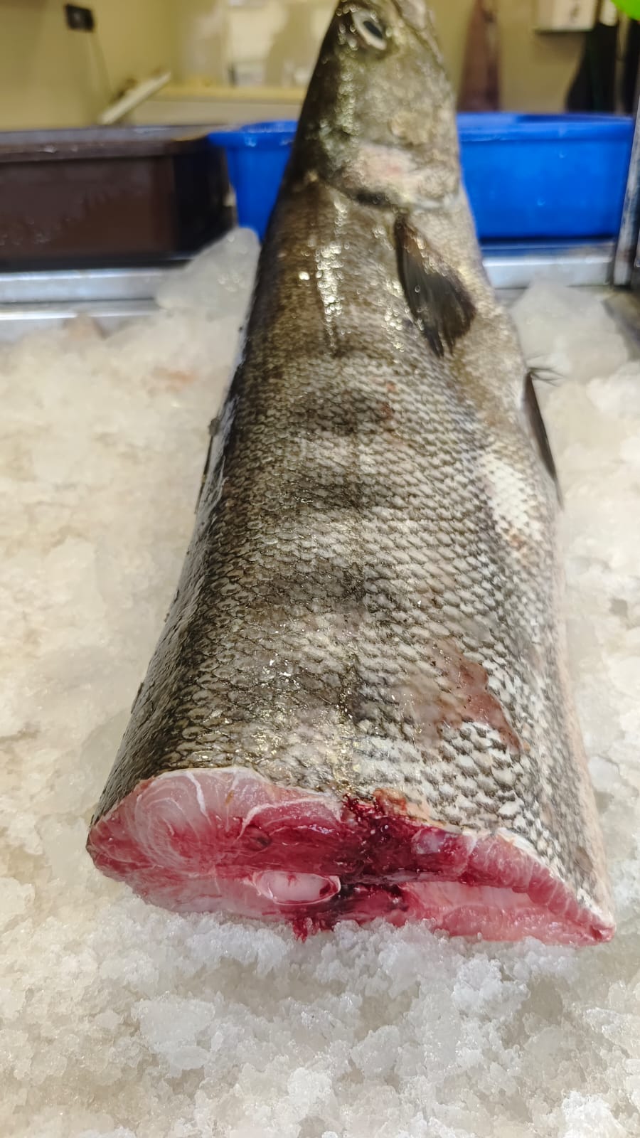 Chilav Neduva (Barracuda)