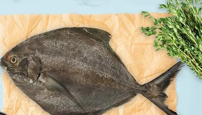 Black Pomfret