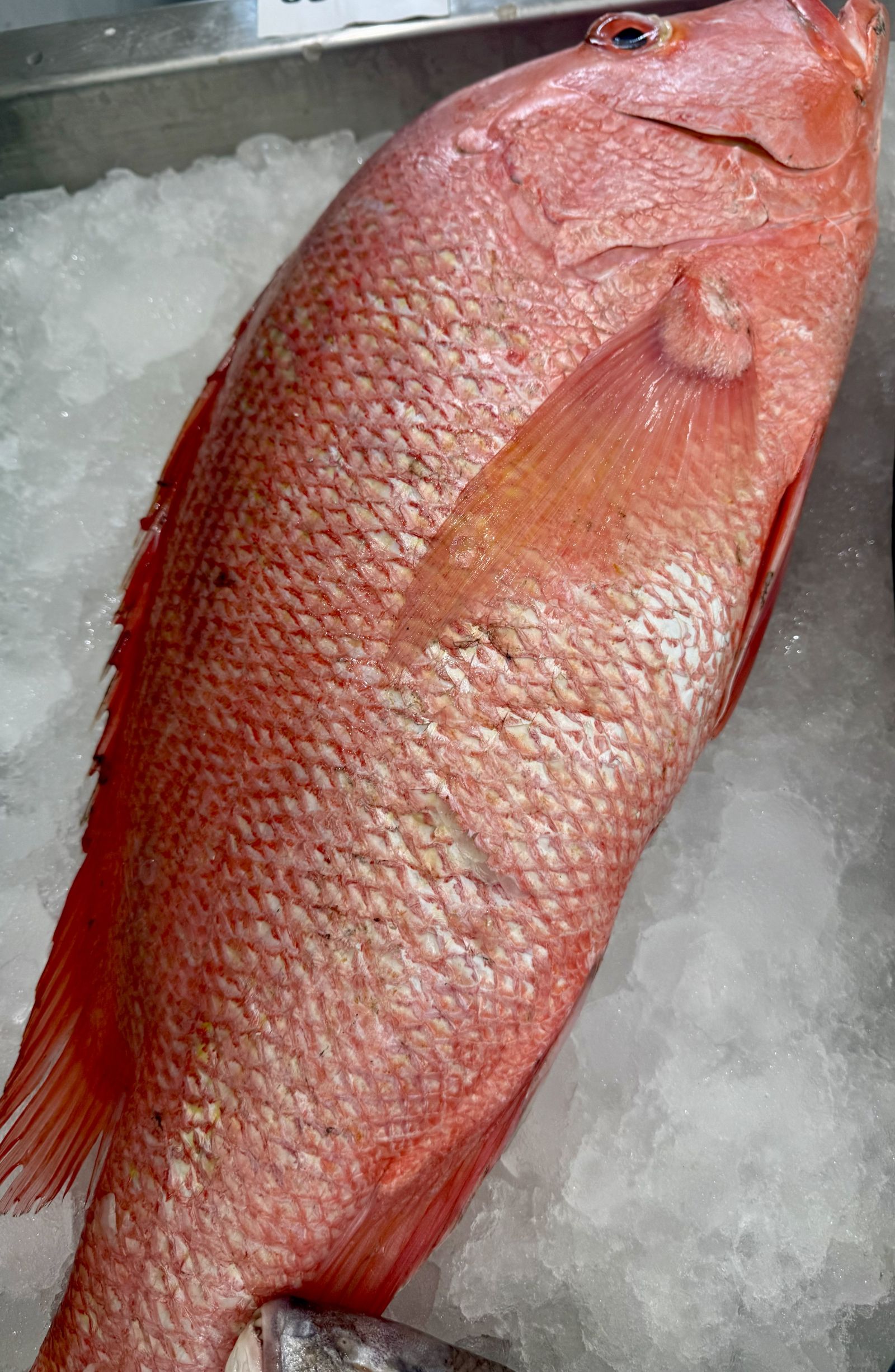 Chempally Red Snapper